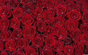 4k arranged red roses wallpaper