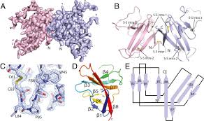 Sars first appeared in china in november 2002. Structure Of Sars Cov 2 Orf8 A Rapidly Evolving Immune Evasion Protein Pnas