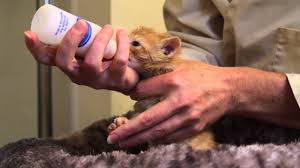 How to take care of kittens | caring for orphan kittens (0 to 4 weeks). Orphaned Kitten Care How To Videos How To Bottle Feed An Orphaned Kitten Youtube