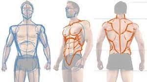 In the figure drawing course you learned a lot of core concepts of drawing the figure, but your training isn't complete if you want to take your drawings from looking good to looking like masterpieces. How To Draw The Male Figure And Torso Muscles Youtube