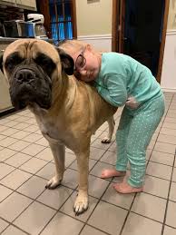 Visit the post for more. Hollywood S Bullmastiff Home Facebook