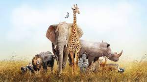 south africa safari tour features all