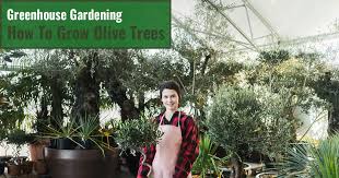 How To Grow Olive Trees In A Greenhouse