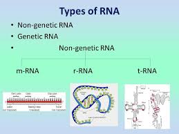 Biology I Types Of Non Genetic Rna M Rna Eos