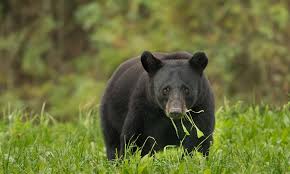 Black Bear Defenders Of Wildlife