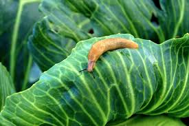organic slug snail control 10 ways