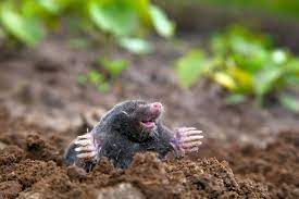 how to get rid of moles in the garden