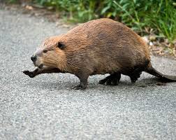 Beavers Are Being Introduced To The Uk