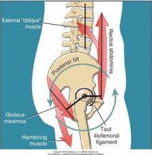 barbell hip thrust and your gluteals