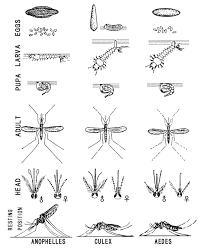 How To Identify Culex Anopheles And Aedes Mosquitoes And