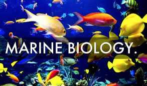 Best Marine Biology Colleges - 2021 HelpToStudy.com 2022