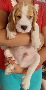 beagle puppies in thrissur