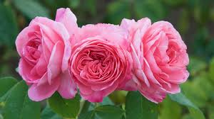 repeat flowering roses 15 choices for