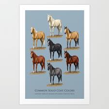 Horse Common Solid Coat Colors Chart Art Print