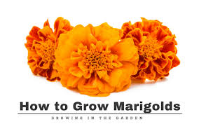 How To Grow Marigolds Growing In The