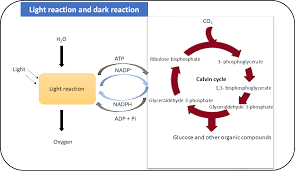 Light Reaction And Dark Reaction