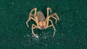 Spreading toes on feet help keep it on top of. 10 Cool Facts About Camel Spiders Pet Tarantulas Youtube