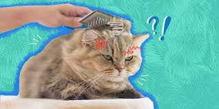 matted cat fur how to get rid of your