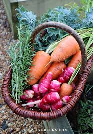 How To Plant A Winter Vegetable Garden