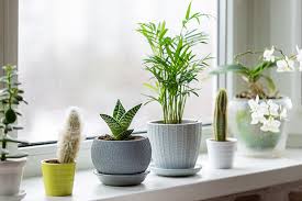 17 Best Low Maintenance Indoor Plants