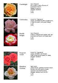 rose catalogue new 2016 draft pages 1