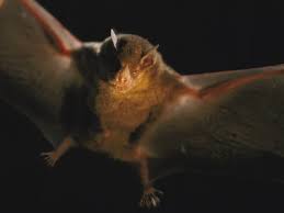 s o s chauve souris numéros de vos