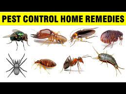 household pests with home remes