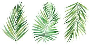 palm fronds drawing images browse 190
