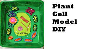 You are made of millions of cells. Plant Cell Model Using Waste Materials At Home Diy At Home Craftpiller Youtube
