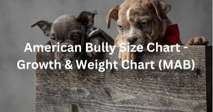 american bully size chart bully