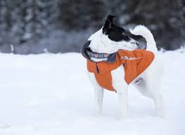 Cascade Coat Dog Coat