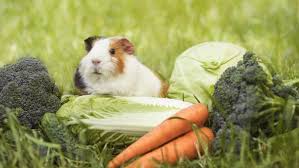 15 awesome fun facts about guinea pigs