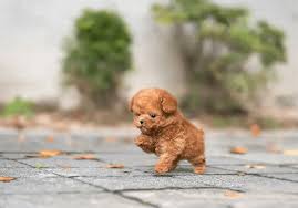 toy poodle breed information