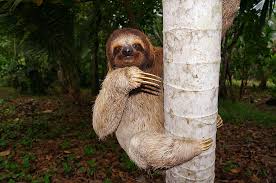 Sloth Facts And Other Interesting Information The Great