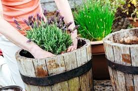 15 Benefits Of Container Gardening