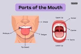 parts of the mouth in english