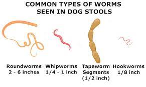 pictures of worms in dog with