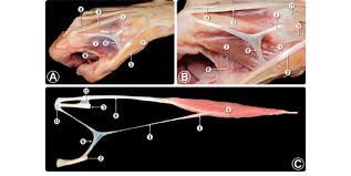 Evaluate the options for transfer. A View Of The Extensor Tendons And Fascia In Hand Dorsum Dissection B Download Scientific Diagram