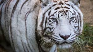 Tiger white white tiger flower cat nature background animal red isolated holiday decoration free stock photos we have about (7,089 files) free stock photos in hd high resolution jpg images format. Cincinnati Zoo S Last White Tiger Popsy Dies At 22