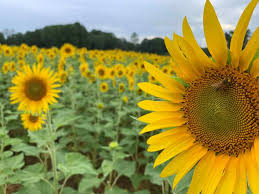 the best sunflower fields in nc to