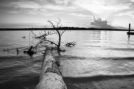 Fallen Tree in Lake Conroe, Texas | Black and White photo prints
