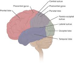 Like our page to know more. 14 3 The Brain And Spinal Cord Anatomy Physiology