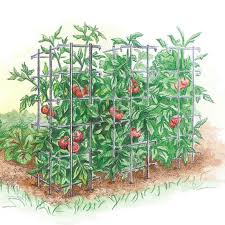 tomato cage gurney s seed nursery co