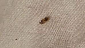 carpet beetles in bed can be an itchy
