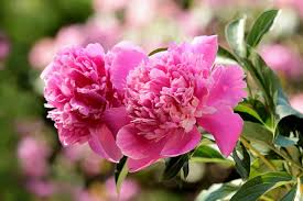 These are top 10 flowers that are able to grow and bloom during bad weather and even lack of water through different seasons of the year. Peonies Planting Growing And Caring For Peony Flowers The Old Farmer S Almanac