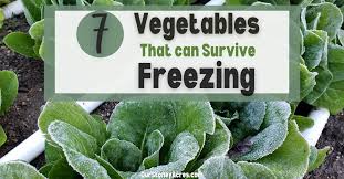 7 Vegetables That Can Survive Freezing