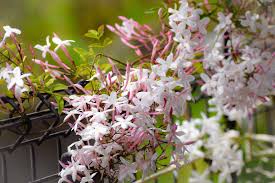 tips for growing jasmine indoors