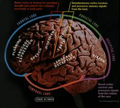 Brain Structure