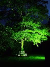 Colourwash Lighting To Trees Outdoor