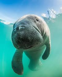 There are no manatees in armenia. 12 Adorable Manatee Photos From Crystal River Florida That Are So Cute It Hurts In 2020 Manatee Photos Cute Animals Manatee Pictures